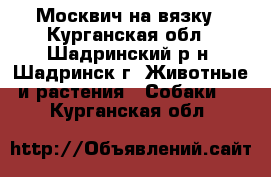 Москвич на вязку - Курганская обл., Шадринский р-н, Шадринск г. Животные и растения » Собаки   . Курганская обл.